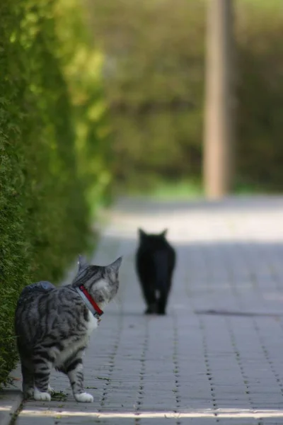 Sokakta Siyah Beyaz Kedi — Stok fotoğraf