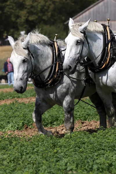 Vue Panoramique Sport Percheron Américain — Photo