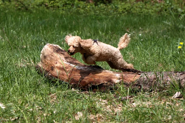 Anjing Pudel Kecil Mengamuk Padang Rumput — Stok Foto
