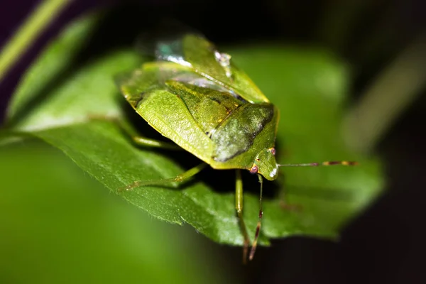 Gros Plan Bug Nature Sauvage — Photo