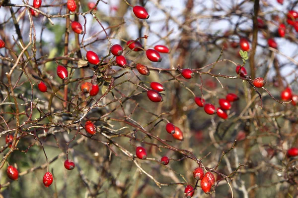 Piękne Botaniczne Ujęcie Naturalna Tapeta — Zdjęcie stockowe