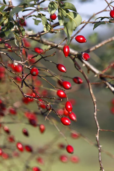 Bacche Rosse Rosa Canina — Foto Stock