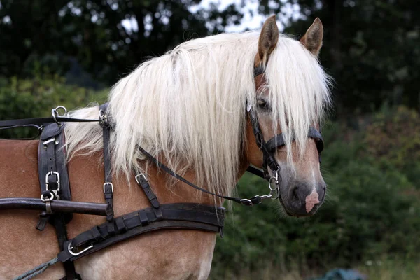 Lindo Caballo Naturaleza Salvaje —  Fotos de Stock