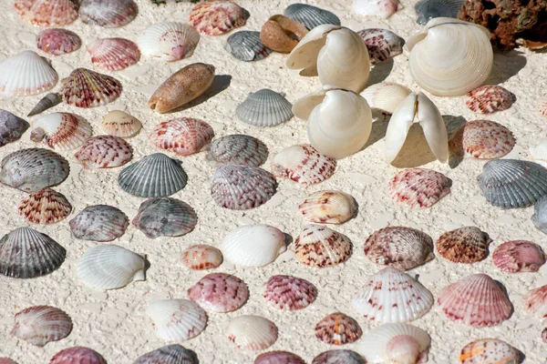 Conchas Marinhas Conchas Mexilhões — Fotografia de Stock
