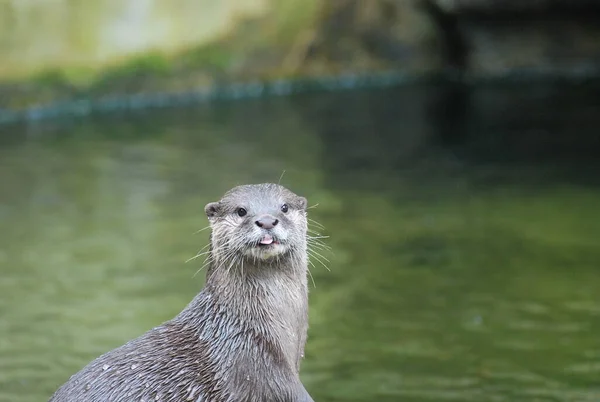 Lontra Esticado Língua Fora — Fotografia de Stock