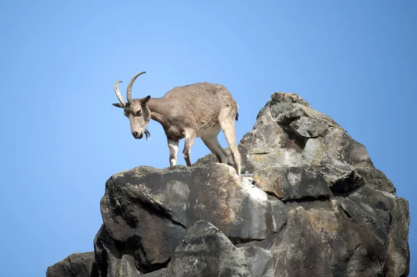 Wild Nature Animal Capricorn Goat Horns — Stock Photo, Image