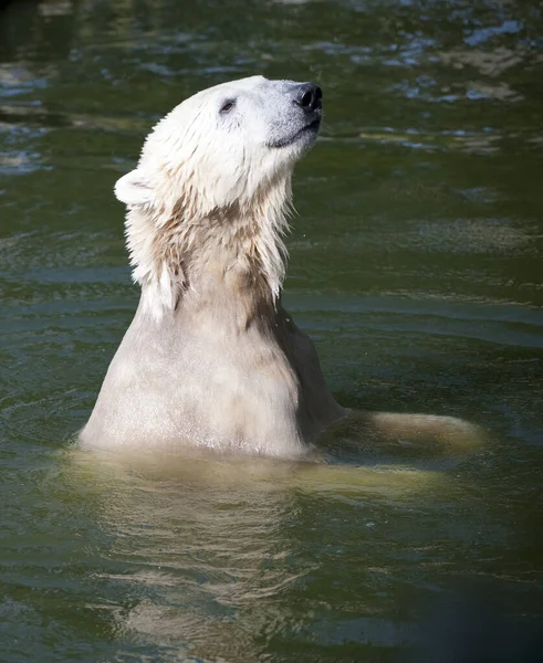 White Polar Bear Predator — Stock Photo, Image