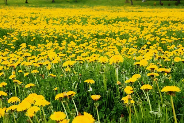 Våren Äng Med Maskrosor — Stockfoto