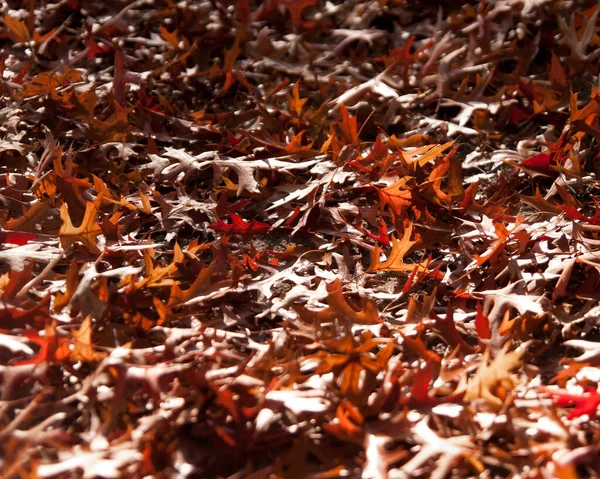 Gyönyörű Őszi Lombozat Erdőben — Stock Fotó