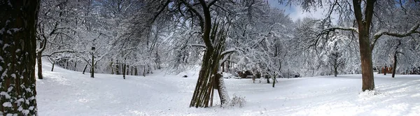 Vista Una Scena Invernale — Foto Stock