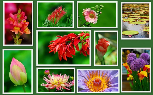 Flora Fogliame Primaverili Petali Fiori Tulipano — Foto Stock