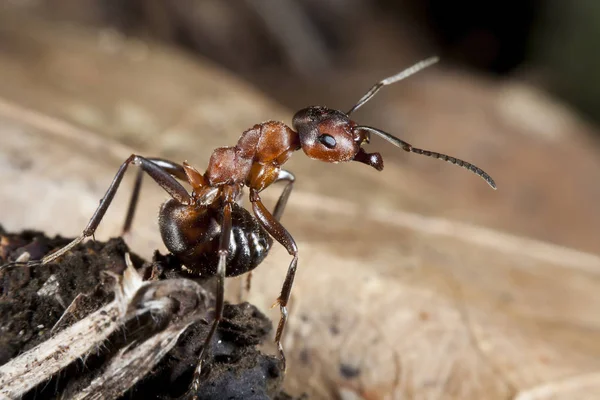 Primer Plano Error Naturaleza Salvaje — Foto de Stock