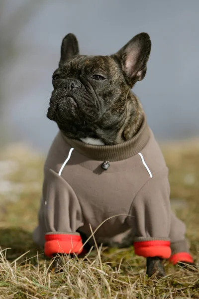 Francês Bulldog Cachorro Pedigree Animal Estimação — Fotografia de Stock