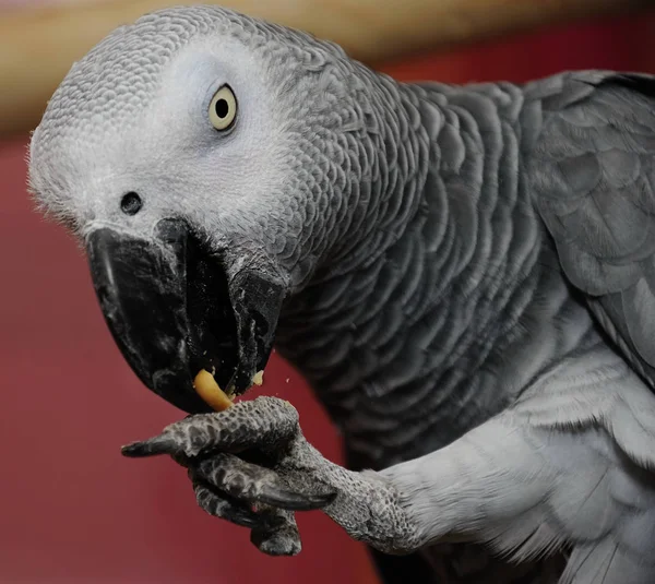 美しいオウムの鳥の風景 — ストック写真