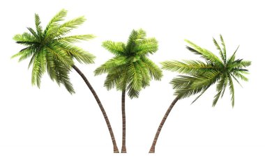 3x 3d coconut palm isolated 02 clipart