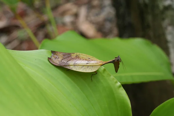 Insectes Mantis Insecte Proie — Photo