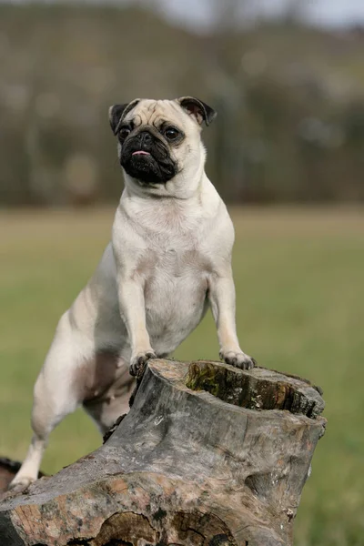 Pug Boomstronk — Stockfoto