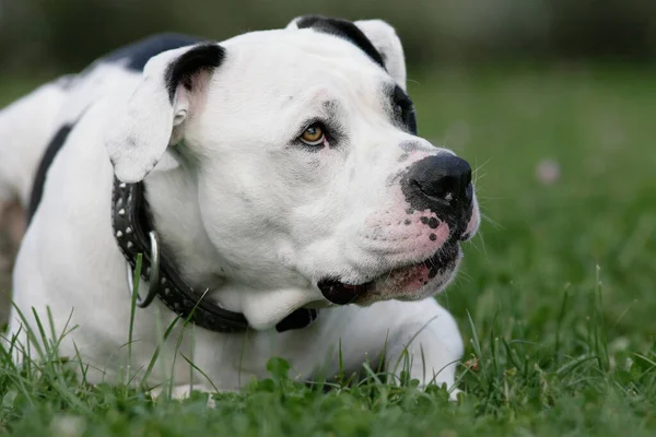 Şirin Bir Köpeğin Portresi — Stok fotoğraf