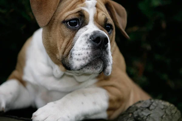 Continental Bulldogge Rassehund — Stockfoto