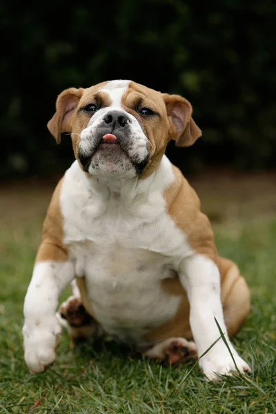 Continental Bulldogge Rassehund — Stockfoto