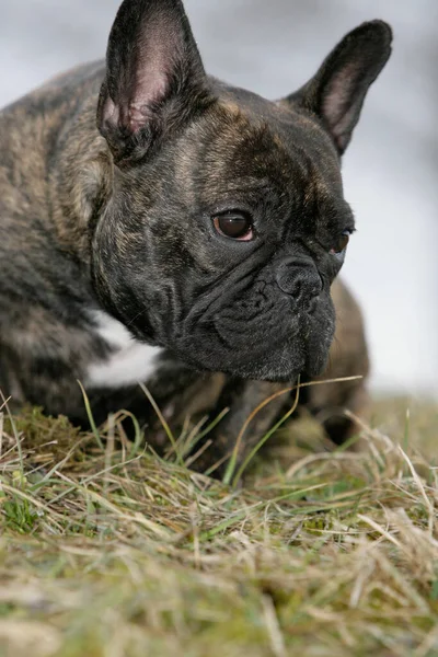 Francia Bulldog Származású Kutya Háziállat — Stock Fotó