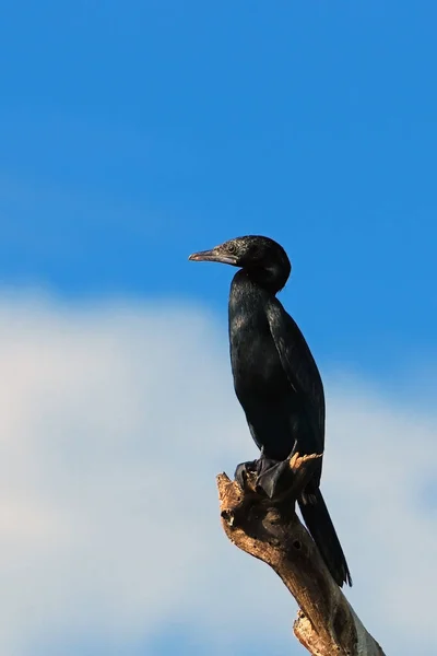 Vista Panorámica Hermoso Pájaro Cormorán Naturaleza — Foto de Stock