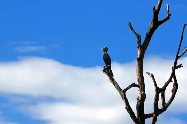 자연계에 아름다운 군함새의 — 스톡 사진