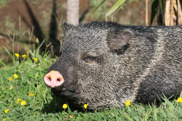 Animais Diferentes Foco Seletivo — Fotografia de Stock