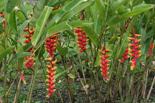 海洛尼亚热带花 花瓣红色 龙虾爪 — 图库照片