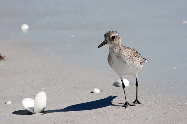 Observation Des Oiseaux Oiseau Mignon Nature Sauvage — Photo