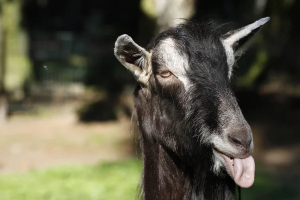 Goat Showing Tongue — Stock Photo, Image