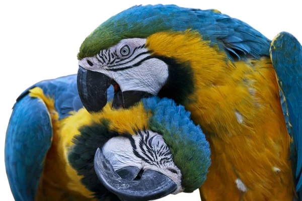 Vue Panoramique Bel Oiseau Perroquet — Photo