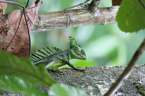 Wildtier Echsentier Leguan Reptil — Stockfoto