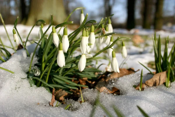 Hóvirág Késő Télen — Stock Fotó