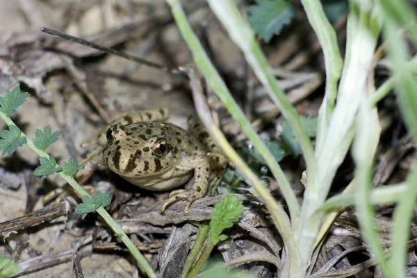 Amphibientier Froschreptil — Stockfoto