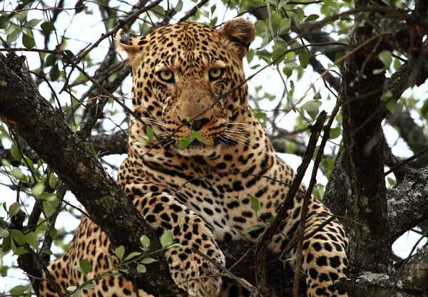 Leopardo Nel Masai Mara Kenya — Foto Stock