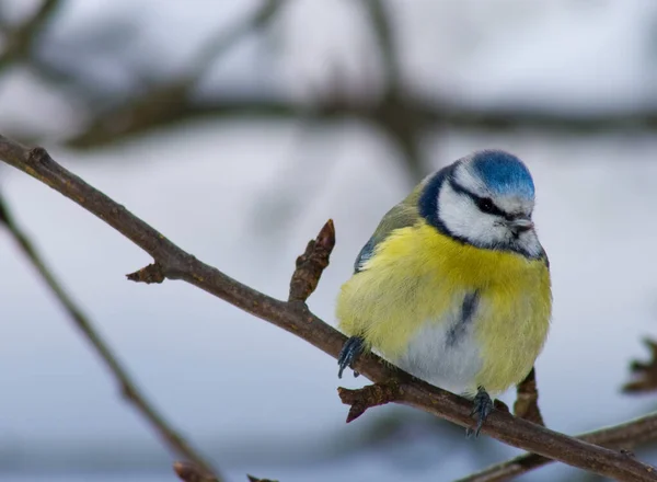Malowniczy Widok Piękny Ptak Przyrodzie — Zdjęcie stockowe