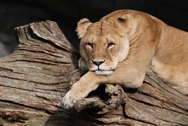 León Depredador Felino Cazador —  Fotos de Stock