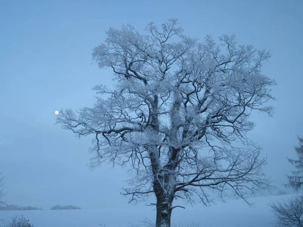 Vista Uma Cena Inverno — Fotografia de Stock