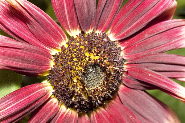 Gerbera Çiçek Yaprakları Flora — Stok fotoğraf