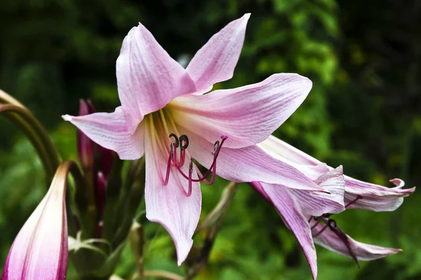 Closeup View Beautiful Lily Flower — Stock Photo, Image