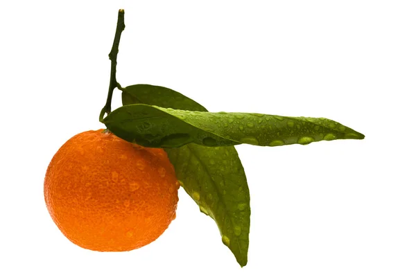 柑橘類の閉鎖 — ストック写真