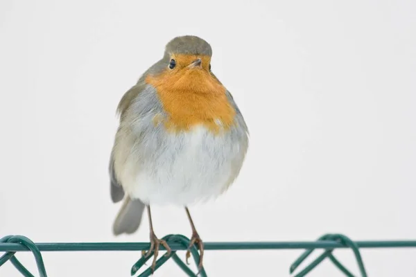 Scenic View Beautiful Robin Bird Nature — Stock Photo, Image