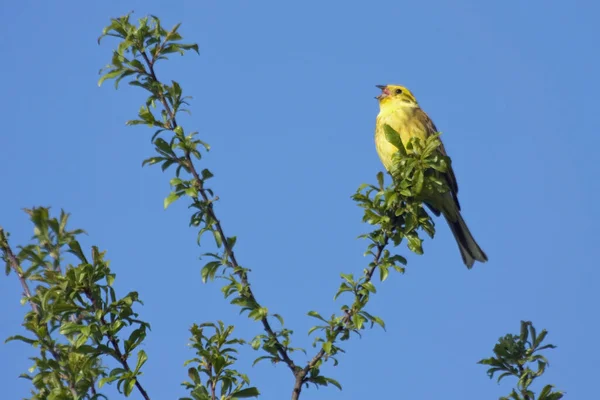 Singing Yellowhammer Bird Innature — Stockfoto