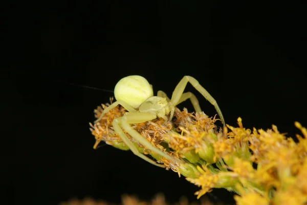 Araignée Crabe Faune Insectes — Photo