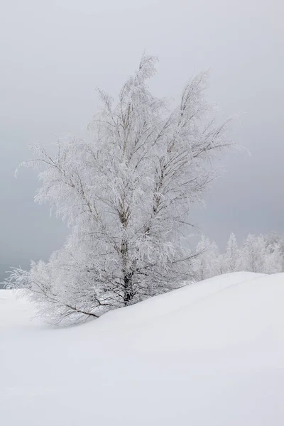 Bouleaux Arbres Dans Nature Botanique — Photo