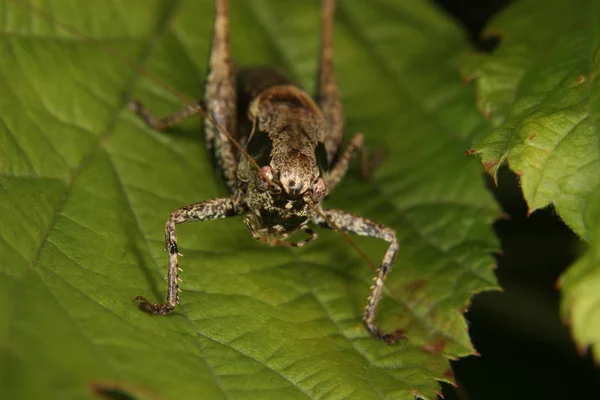 Gros Plan Bug Nature Sauvage — Photo