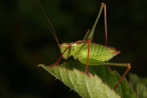 Close Bug Natureza Selvagem — Fotografia de Stock