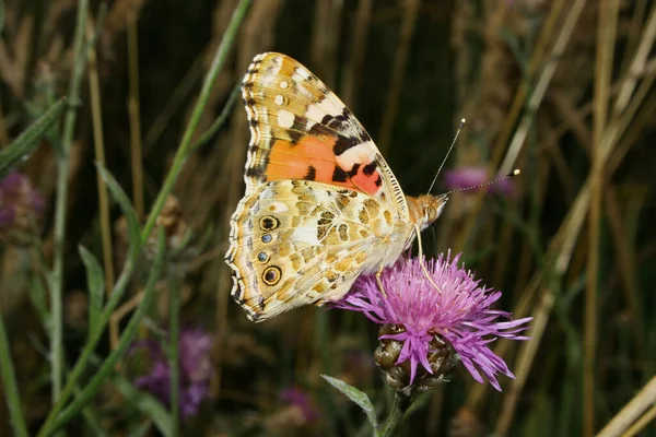 Dame Peinte Vanessa Cardui — Photo