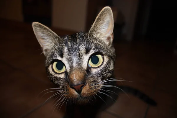 好奇心旺盛な猫の目 — ストック写真